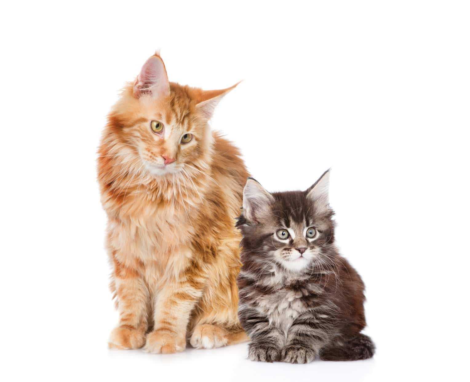 Health Checks Before Introducing to Other Cats