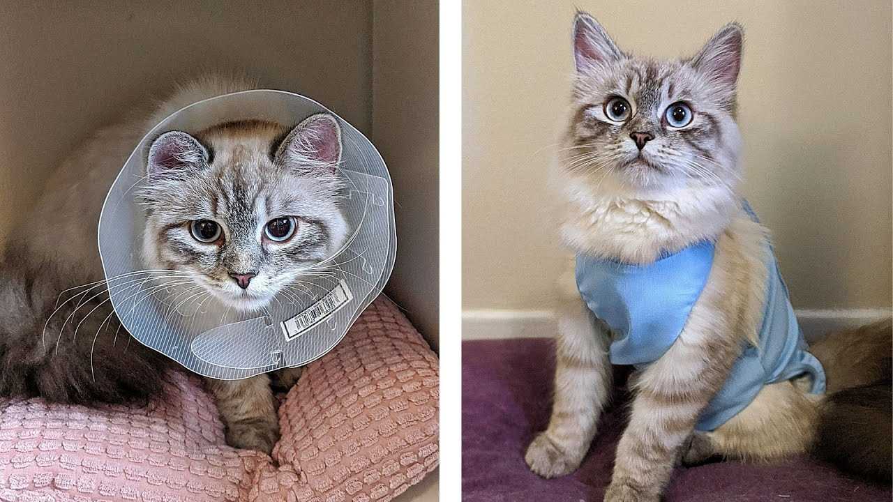 Potential Risks of Removing the Cone Too Early