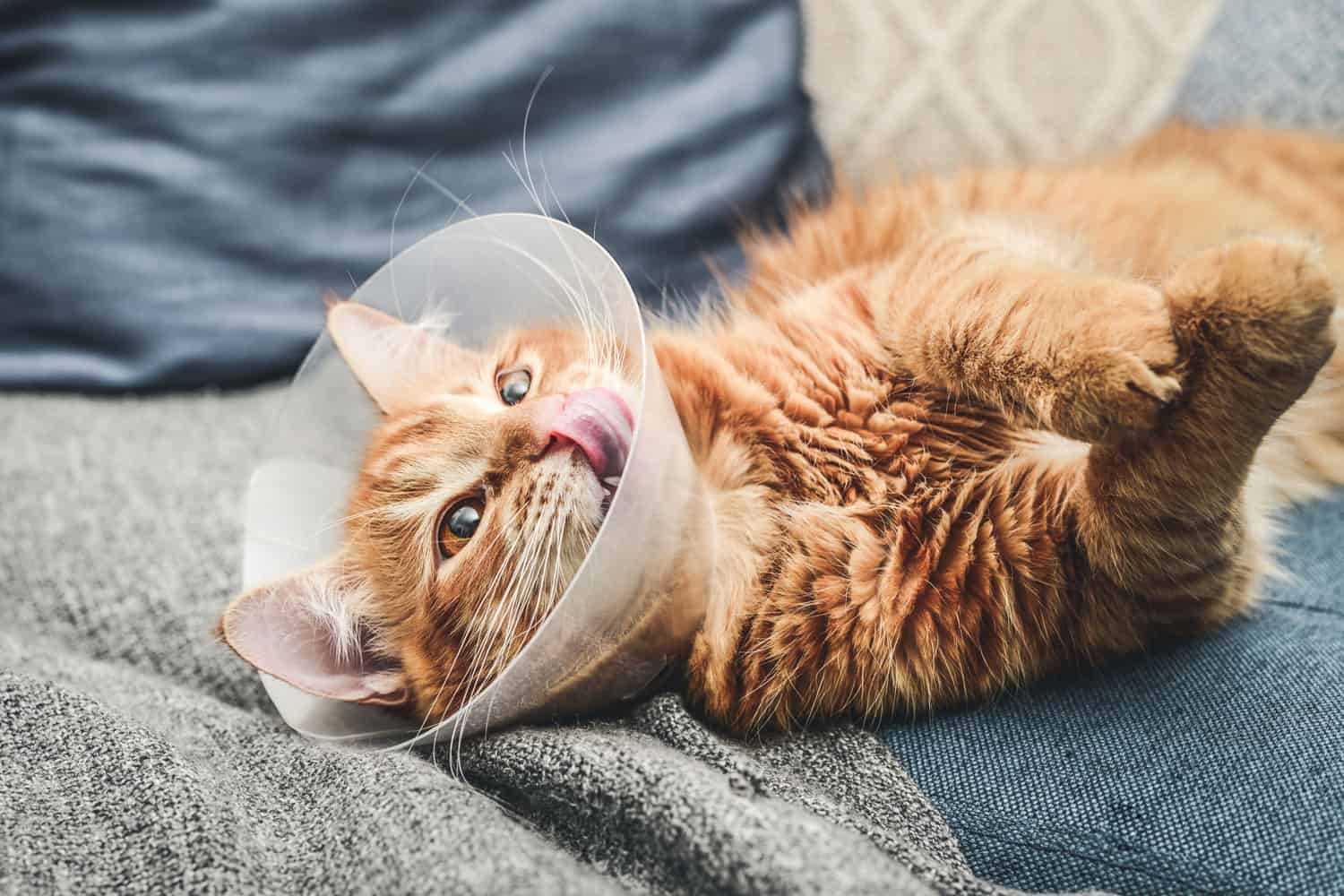 Signs That Indicate It's Time to Remove the Cone