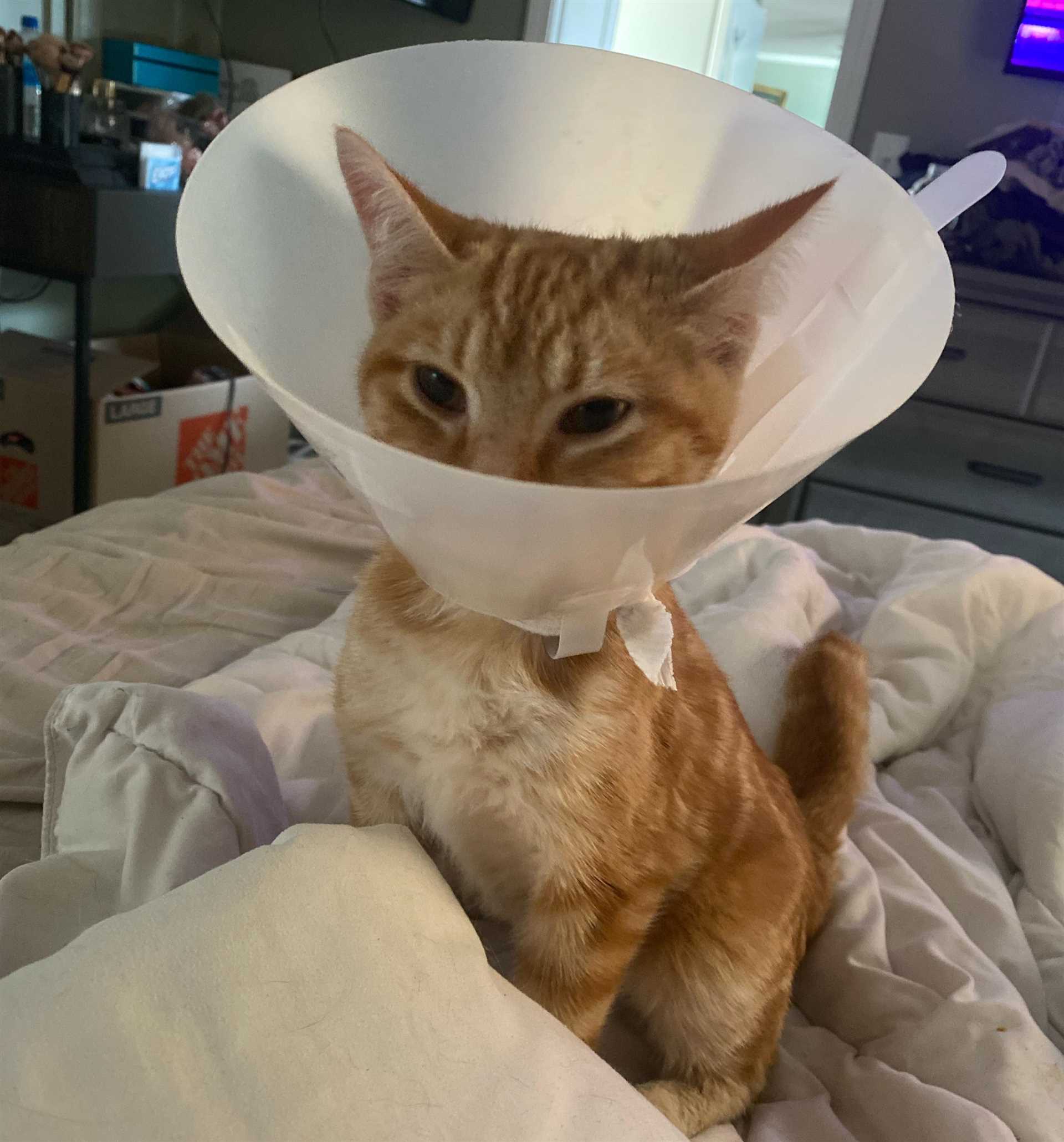 Tips for Keeping Your Feline Friend Comfortable with the E-Collar