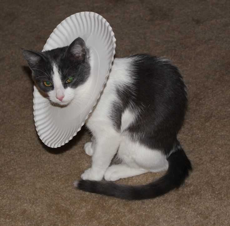 Alternative Options to the Traditional Cone