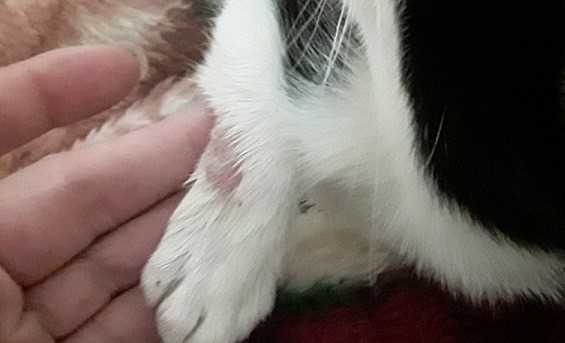 Duration of Isolation for Infected Felines