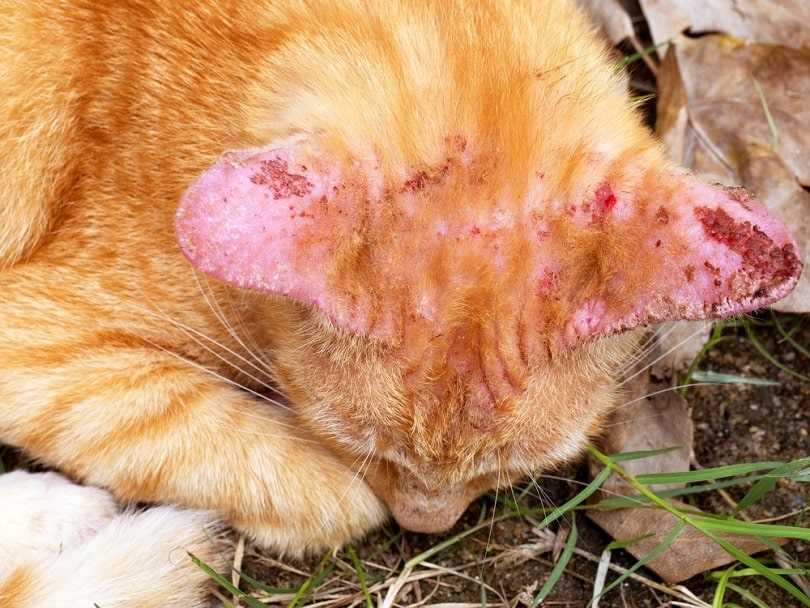 Duration for Isolation of Feline with Fungal Infection