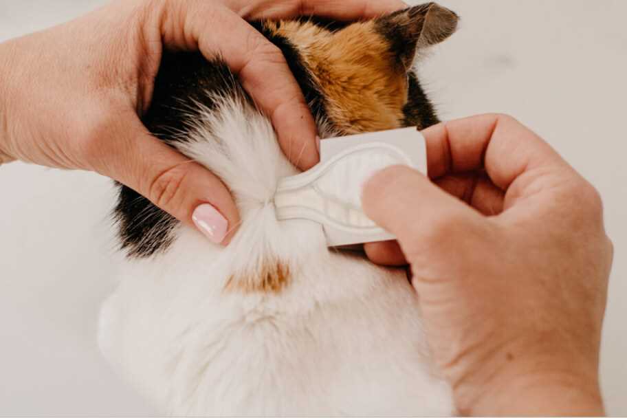 Environmental Considerations for Flea Treatment