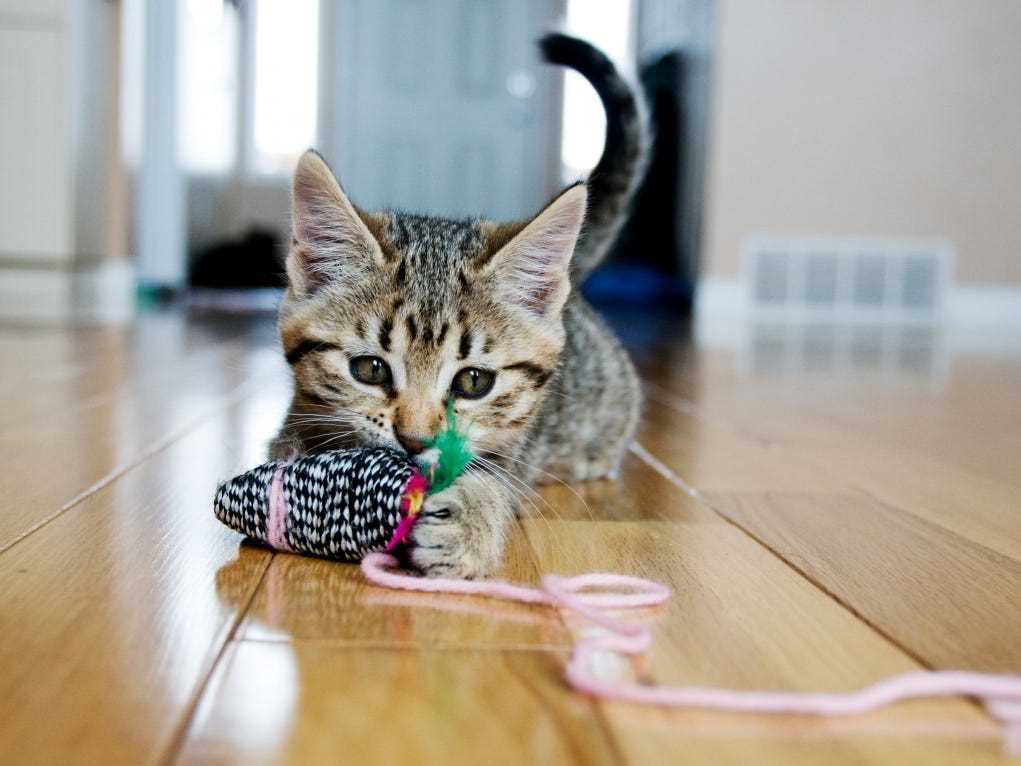 Factors Influencing Growth Rate in Cats