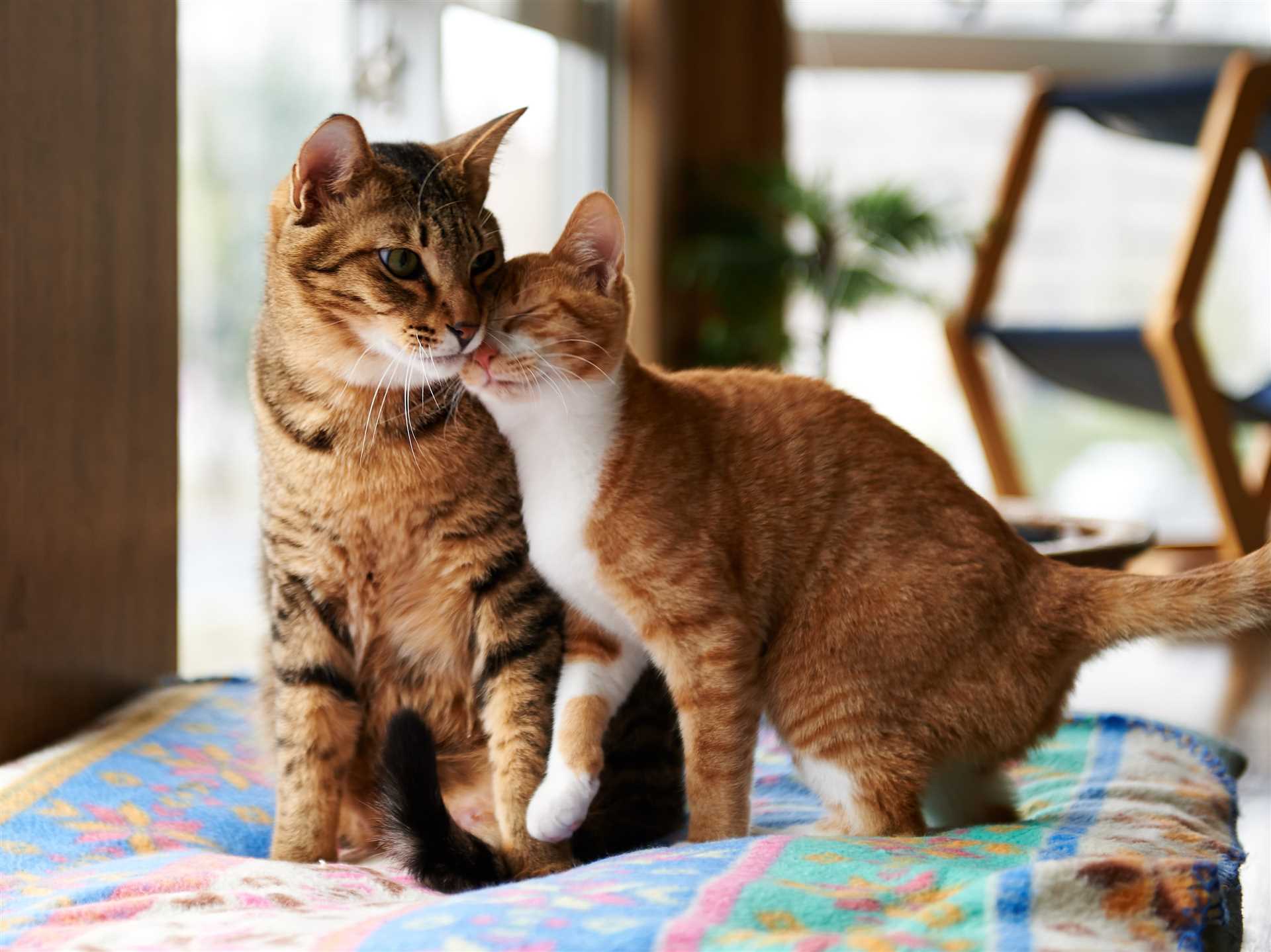Signs That Your Felines Are Starting to Bond