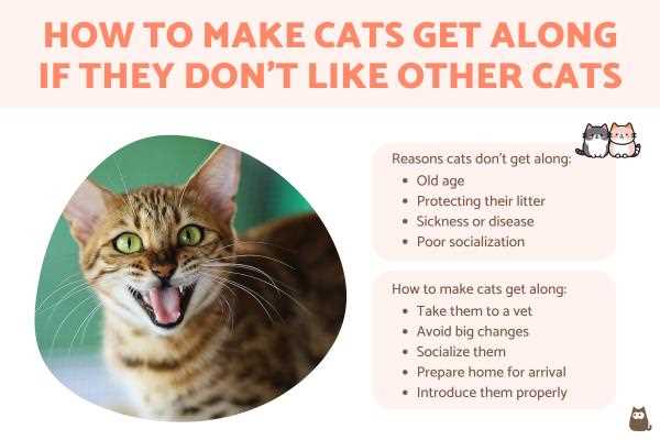 When to Seek Professional Help for Cat Conflicts