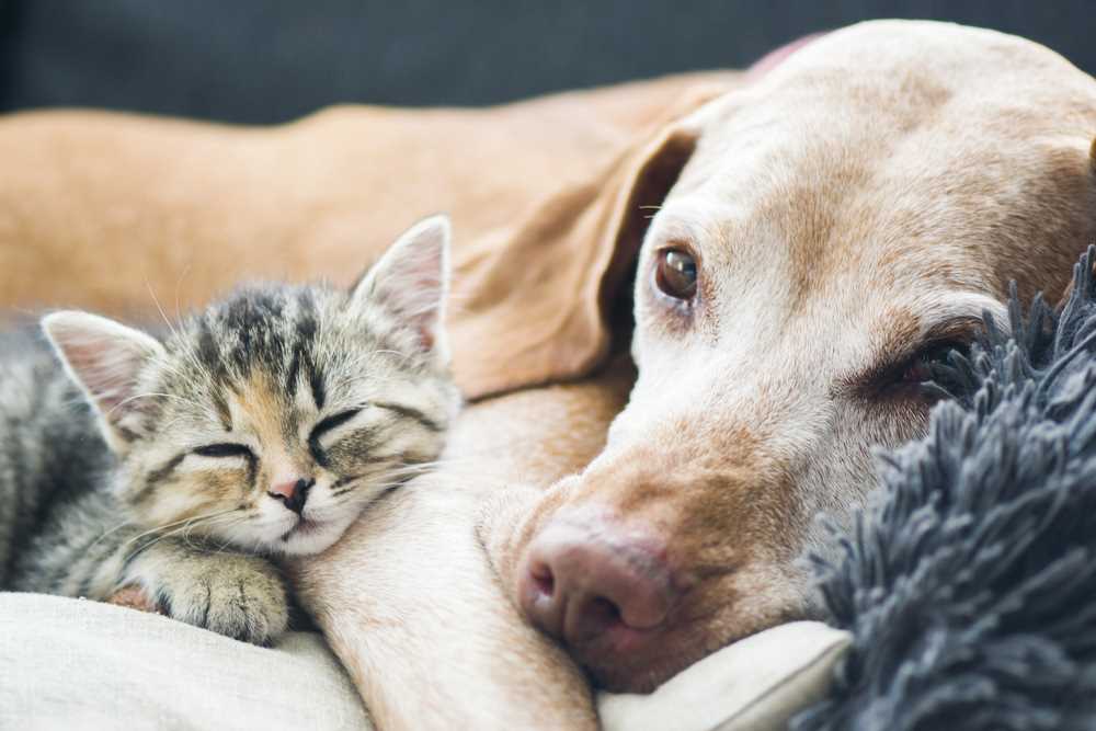 Creating a Safe Space for Both Felines