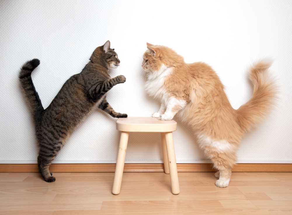Understanding Cat Behavior and Socialization