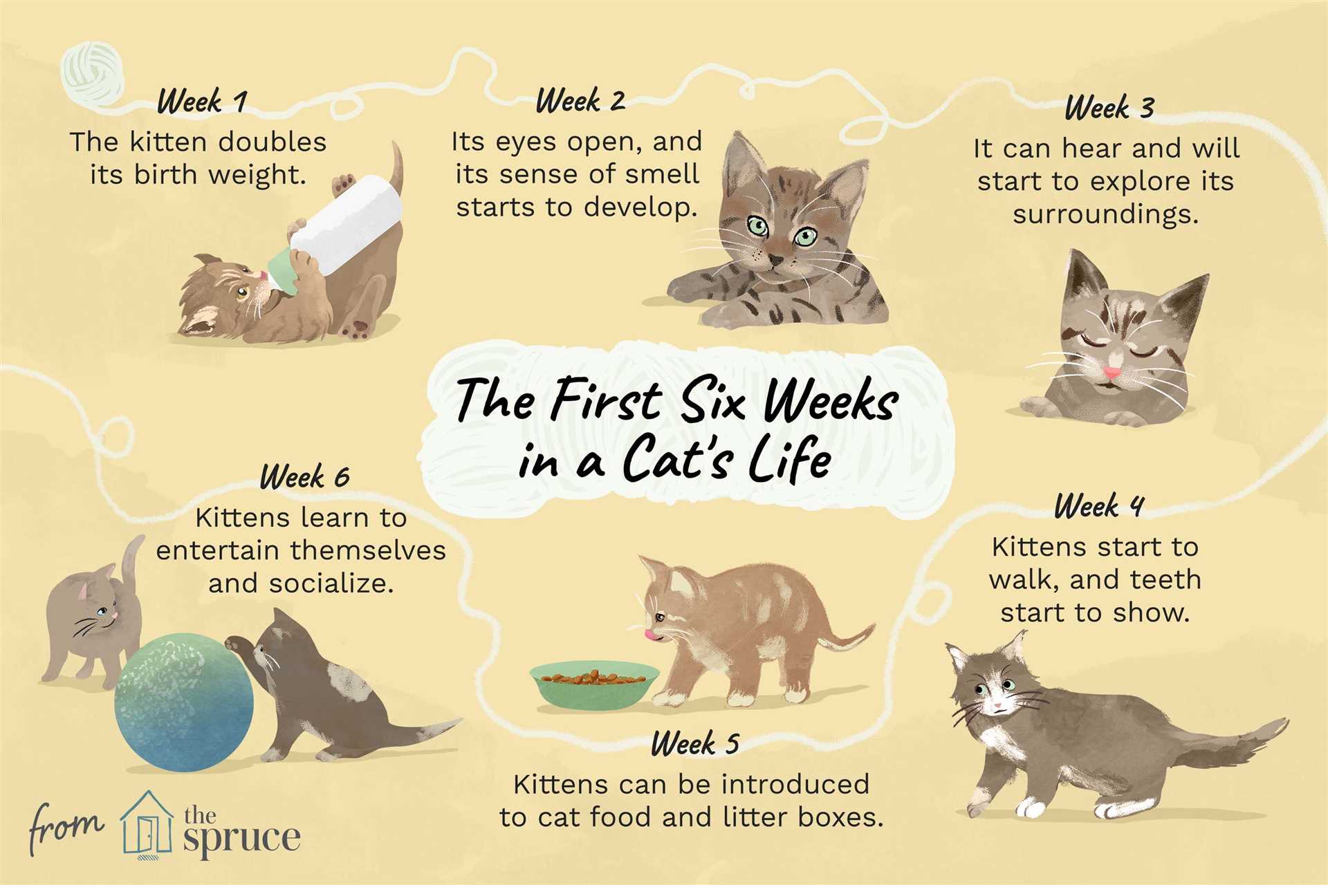 Factors Influencing Eye Opening in Kittens