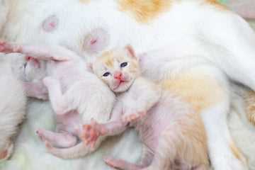 Breeds and Genetic Factors