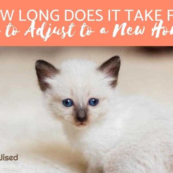 Tips for Easing Your Feline's Transition to a New Environment