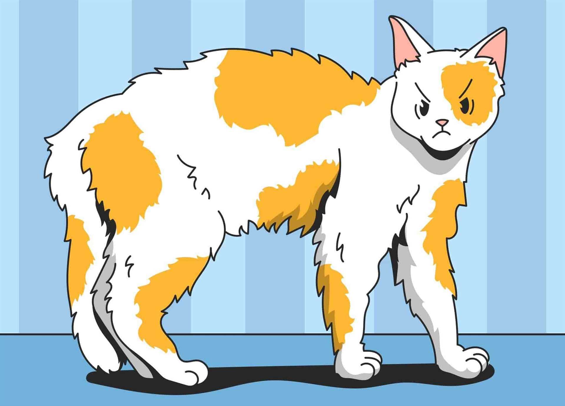 Monitoring and Managing a Feline’s Health