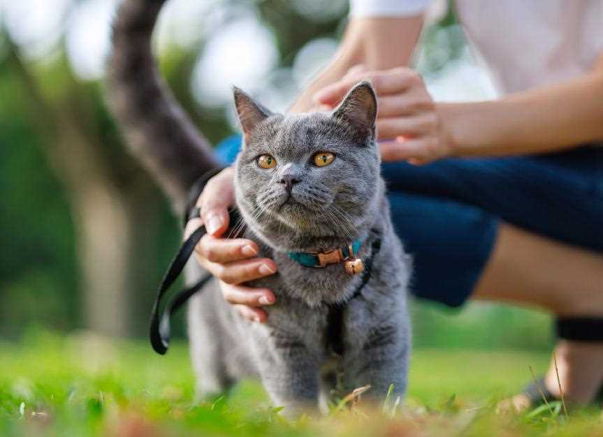 Prognosis for Felines Facing Renal Challenges