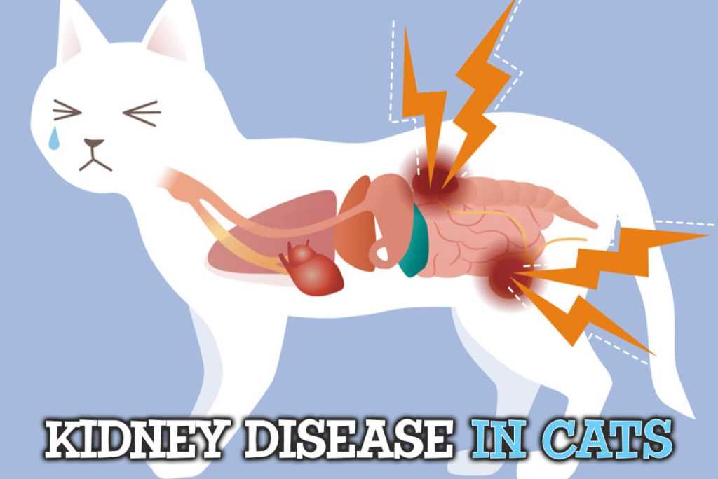 Dietary Changes to Support a Feline in Renal Distress