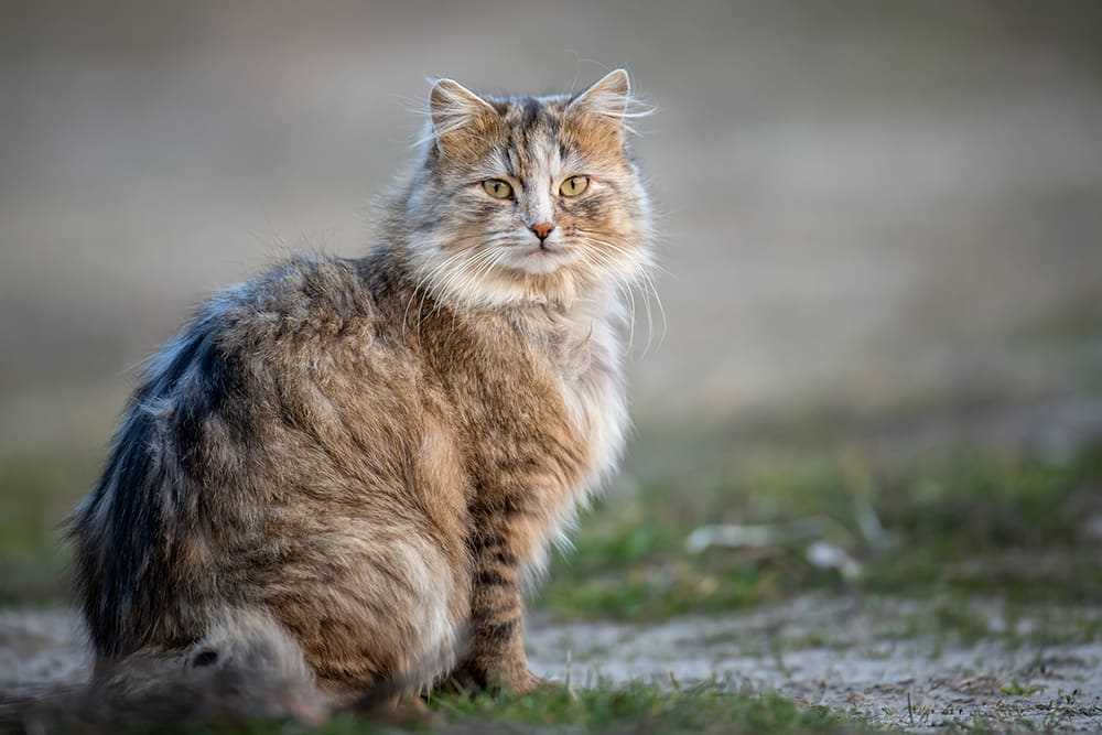 Preventive Measures Against Rabies in Cats