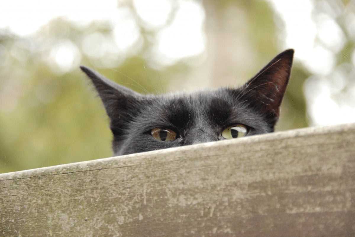 Factors Influencing a Feline's Duration Outside