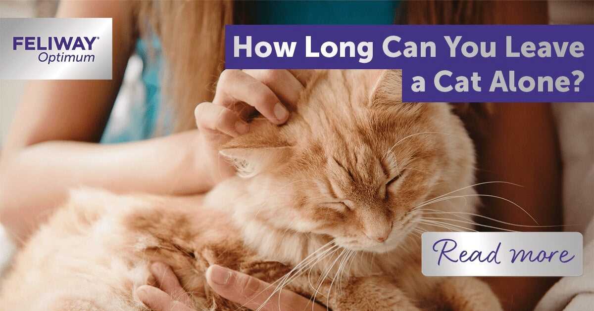 When to Seek Help from Local Animal Services