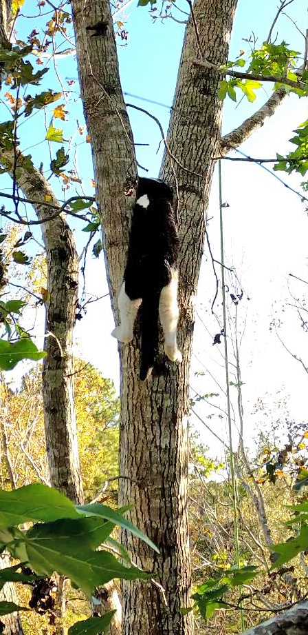 Techniques for Safely Retrieving a Feline