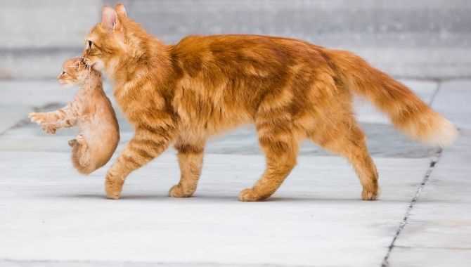 Typical Duration of Absence for Nursing Cats