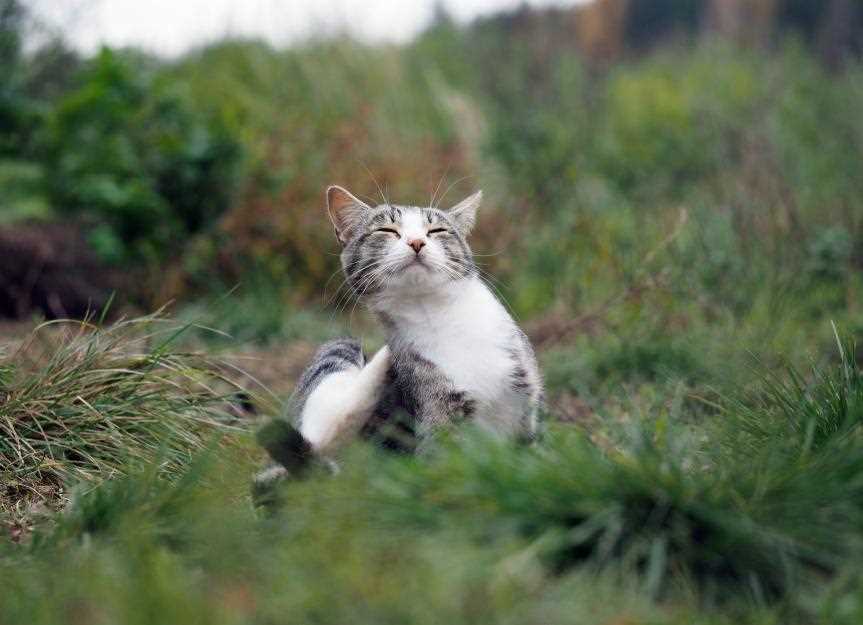 Signs of Benadryl-Induced Sleepiness in Cats