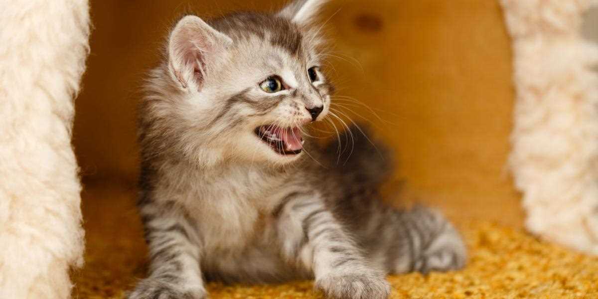 Signs That the Hissing is Decreasing