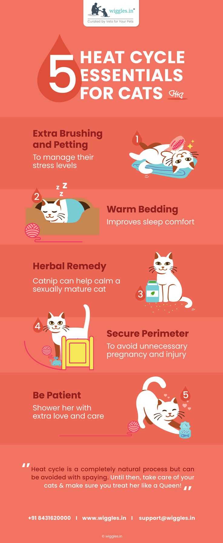 Understanding the Heat Cycle in Cats