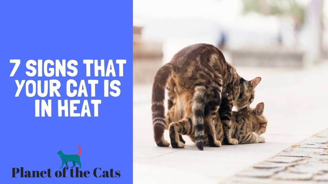 Signs Your Cat is in Heat