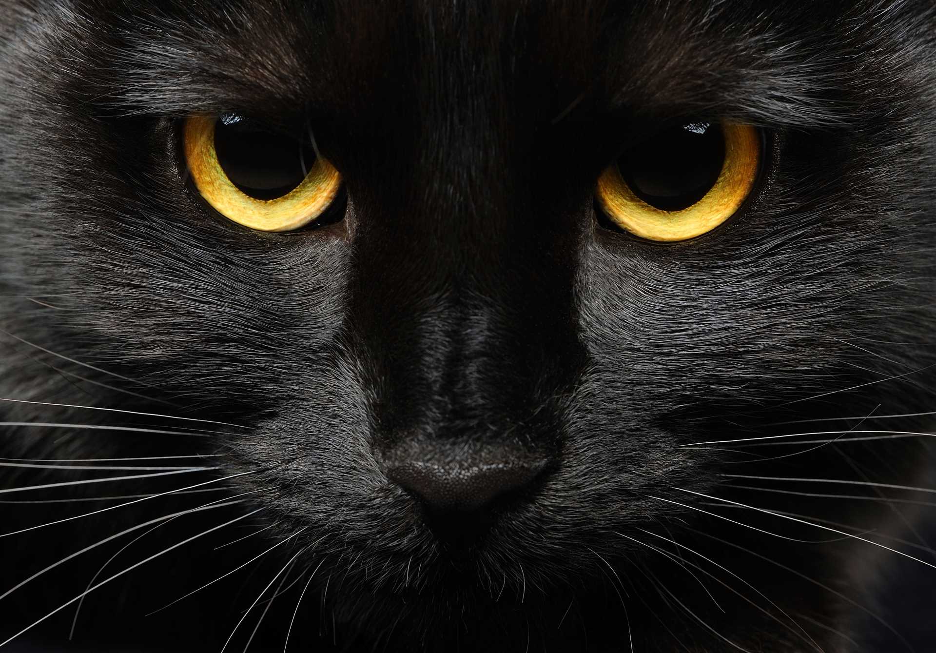 Factors Contributing to Feline Fatalities