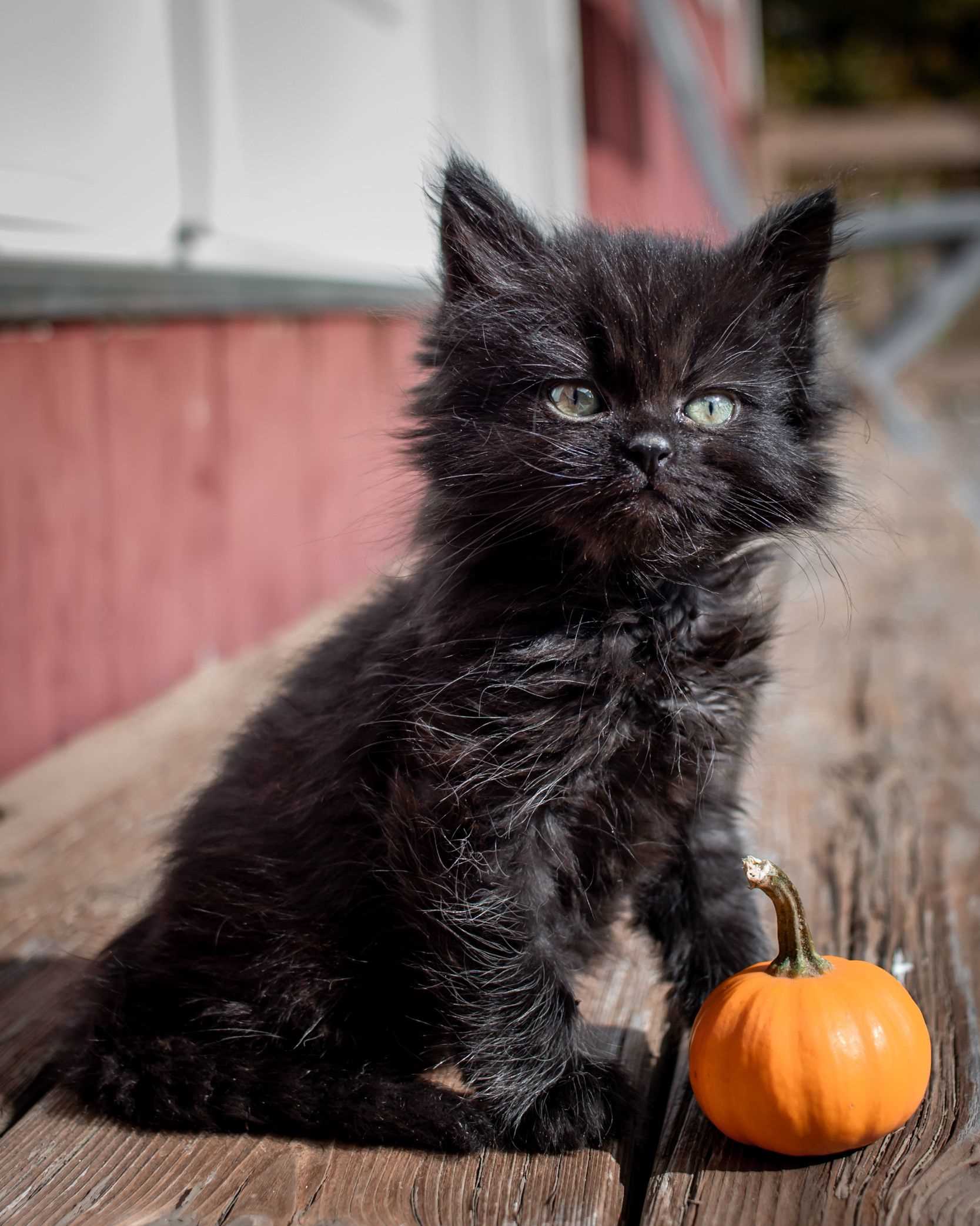 Statistics on Feline Deaths During Festivities