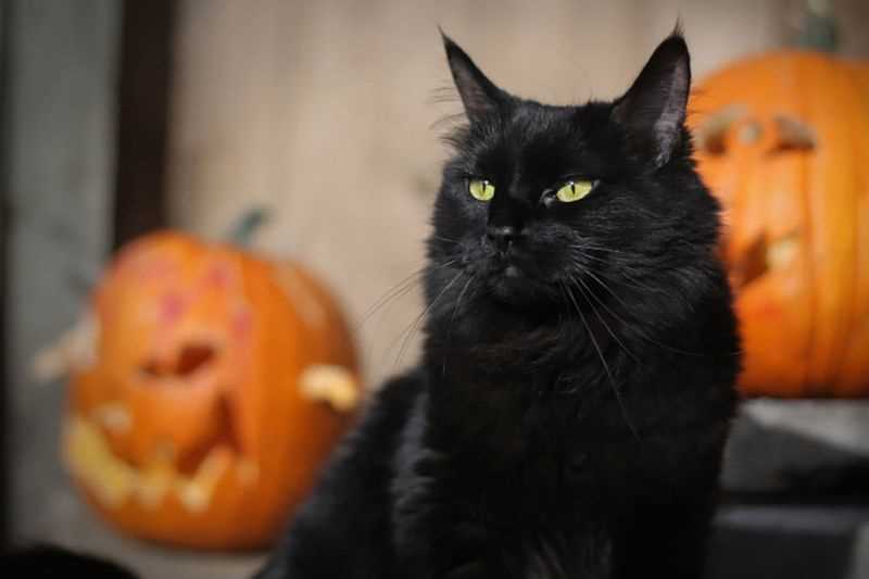 Protecting Our Feline Friends During Festivities