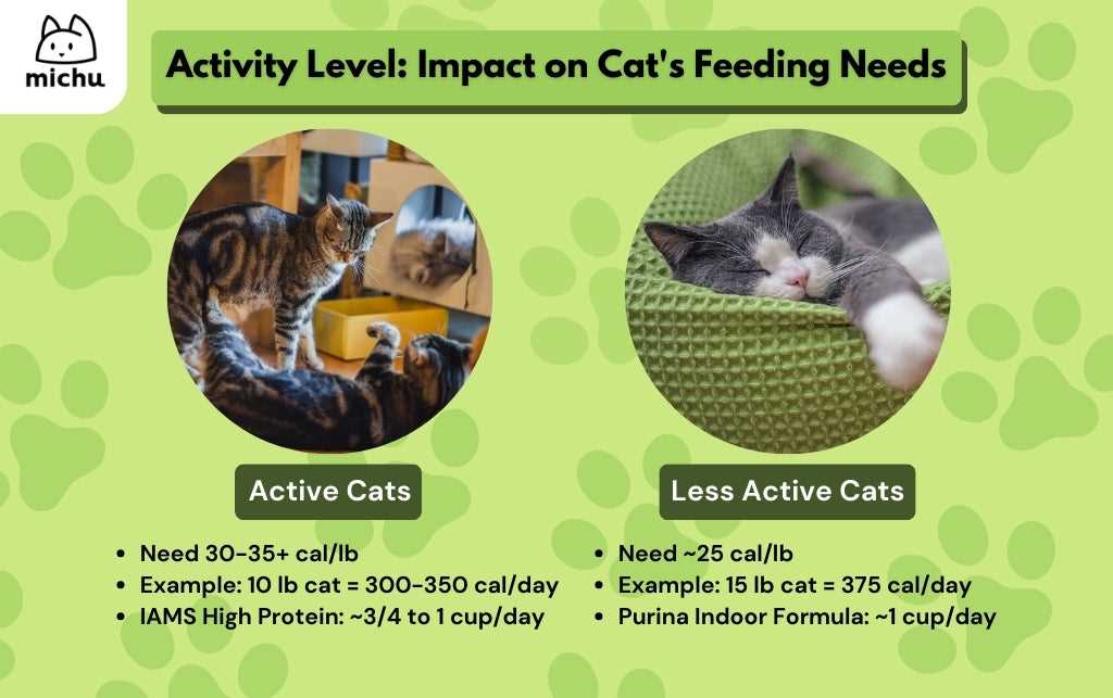 Reading Labels: What to Look For in Cat Treats