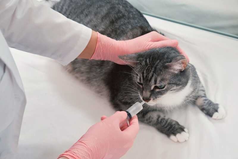 Understanding the Purpose of Activated Charcoal for Cats