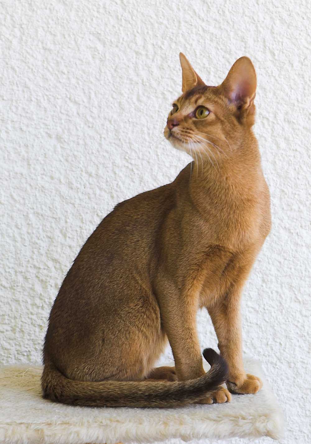 Cost of Maintenance and Care for Abyssinian Cats
