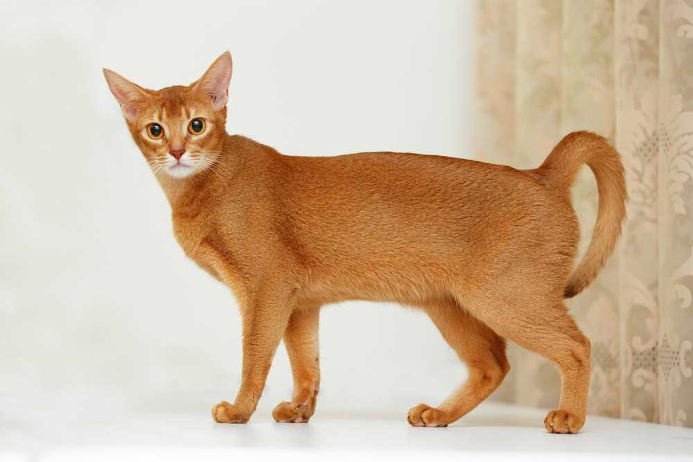 Pricing for Abyssinian Felines
