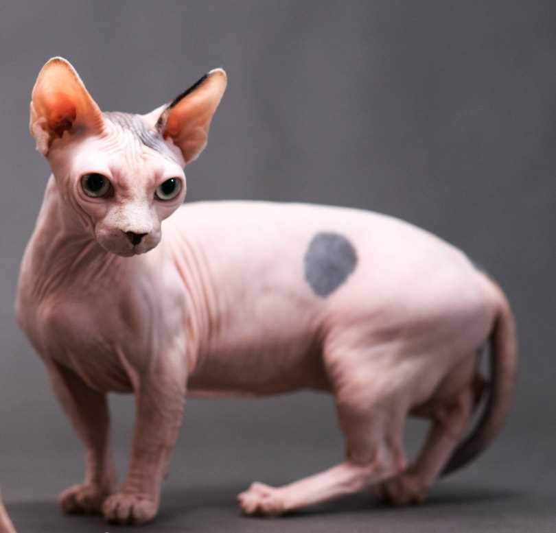 Pricing Insights for Hairless Felines