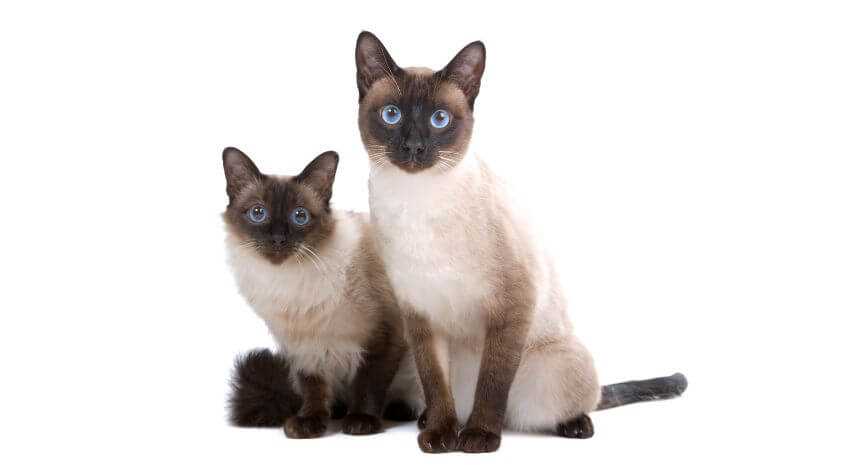 Average Cost of Balinese Felines in Different Regions