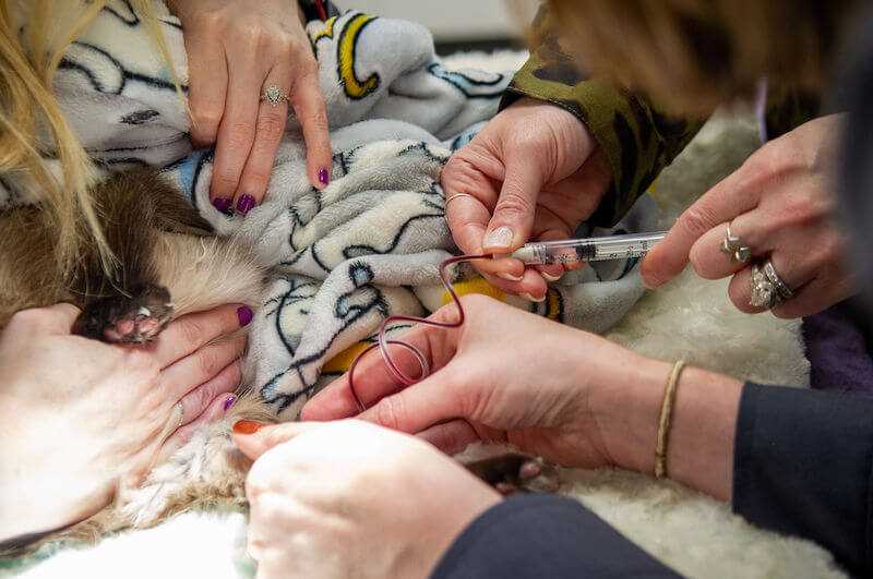 Where to Get Blood Tests for Cats