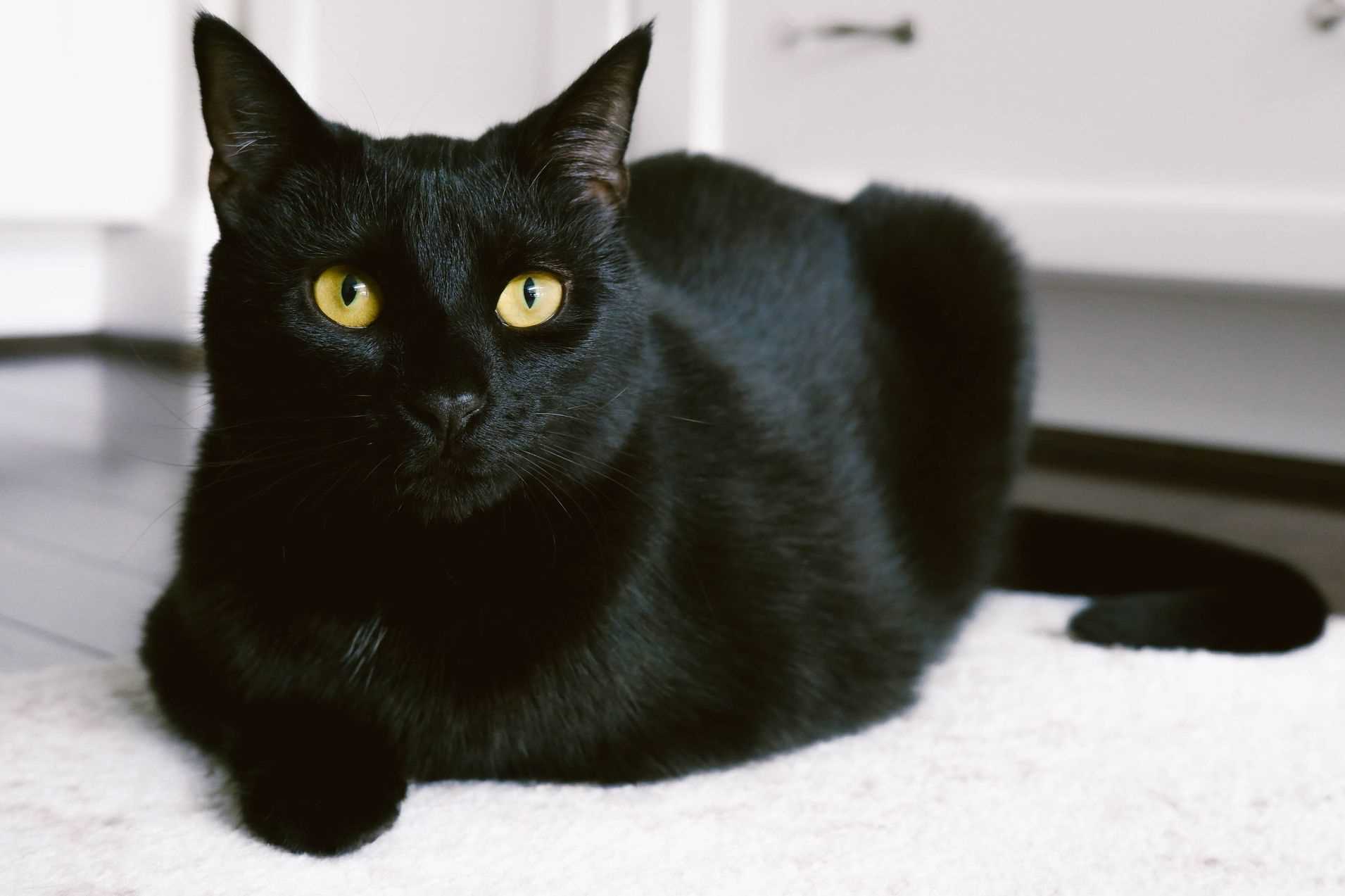 Additional Expenses for Owning a Bombay Cat