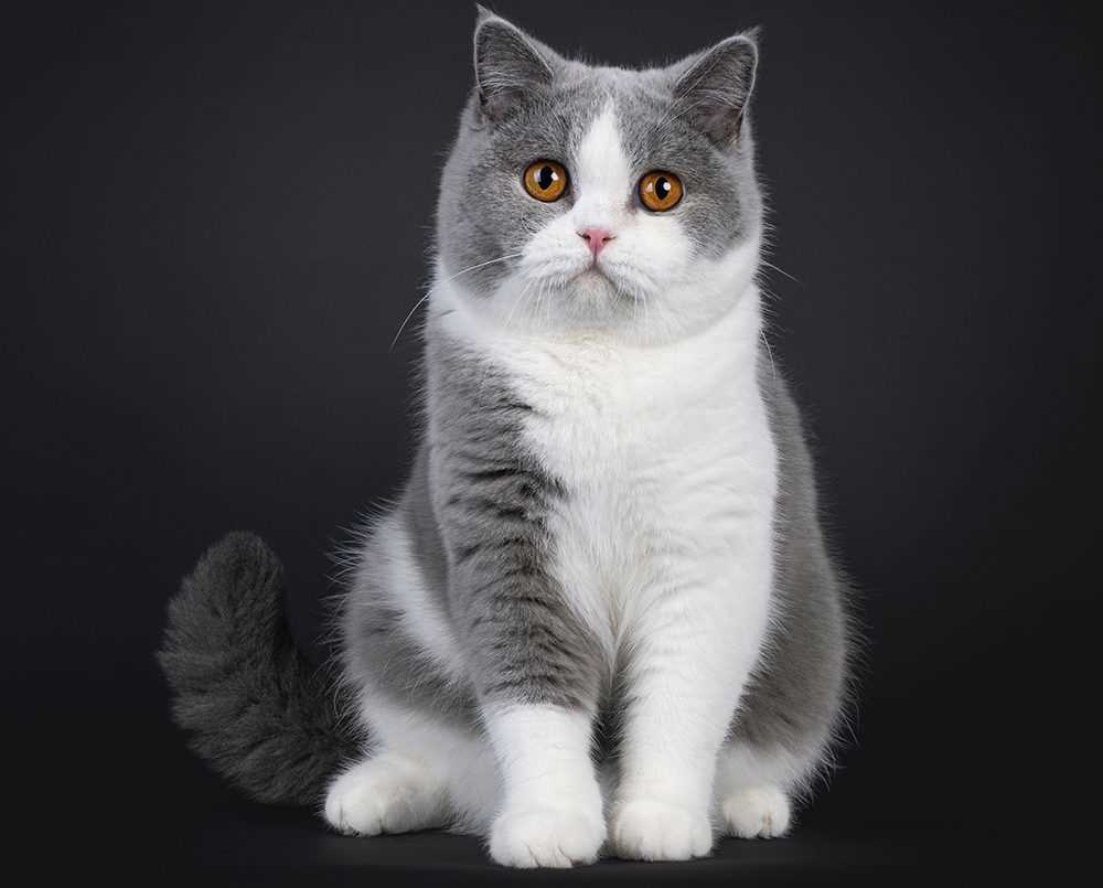 Factors Influencing the Cost of British Shorthair Kittens