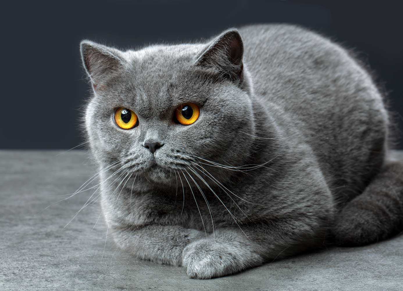 Price Insights for British Shorthair Felines