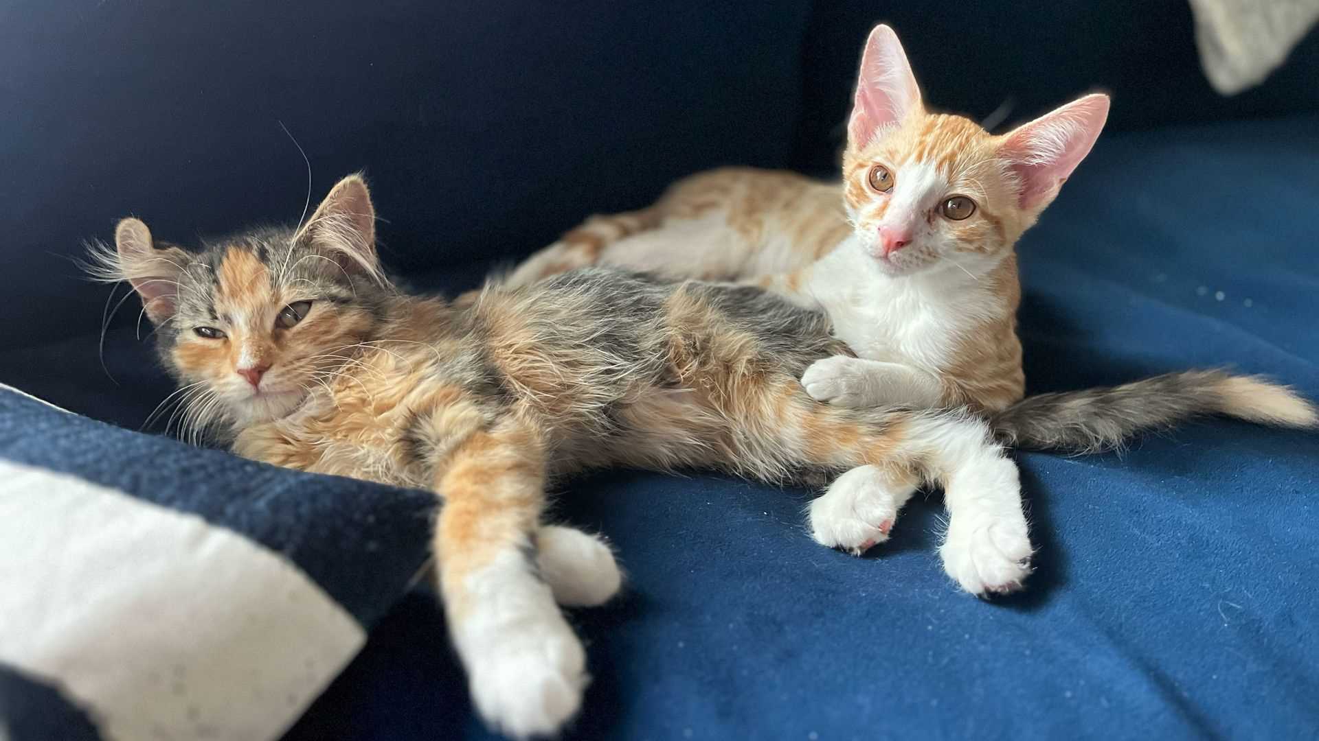 Valuation of Male Felines with Unique Coloration