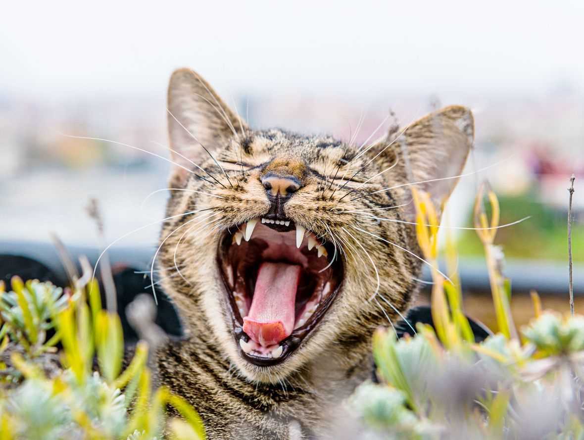 Comparing Costs: Veterinary Clinics vs. Pet Dentists