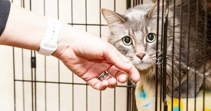 Adoption Events