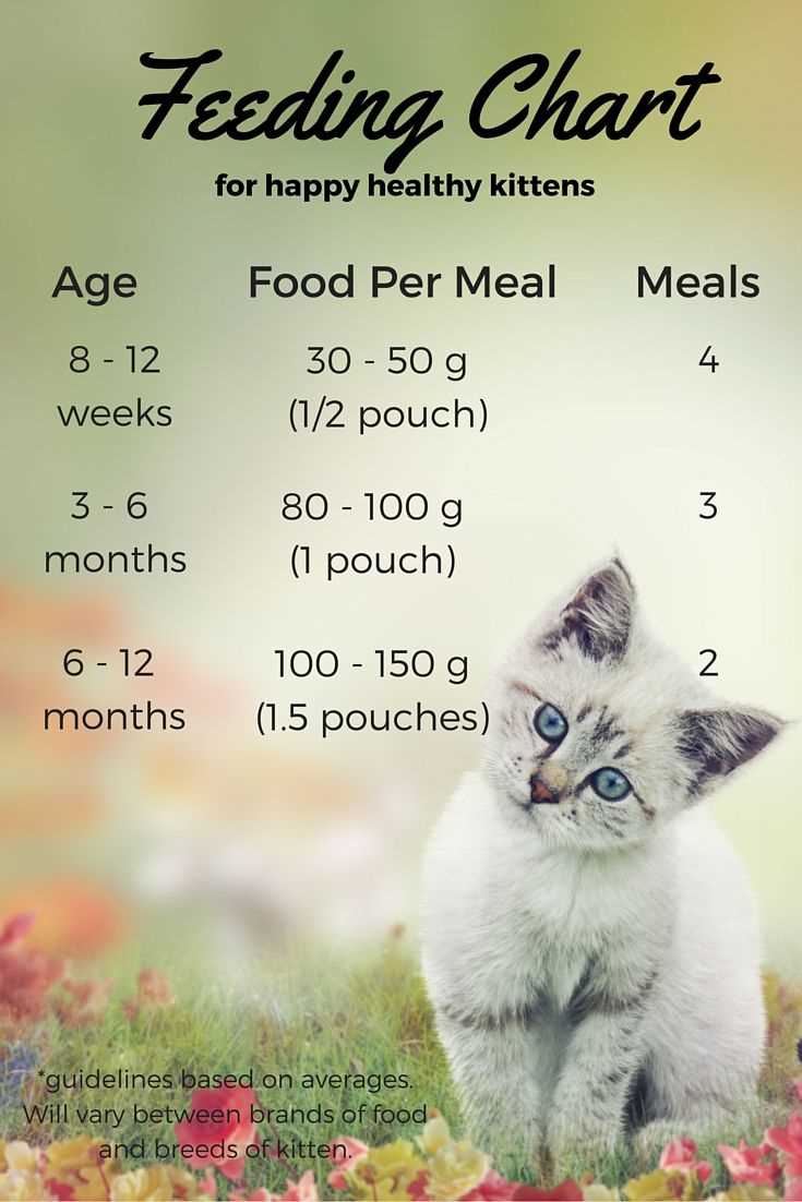 Identifying the Right Type of Cat Food