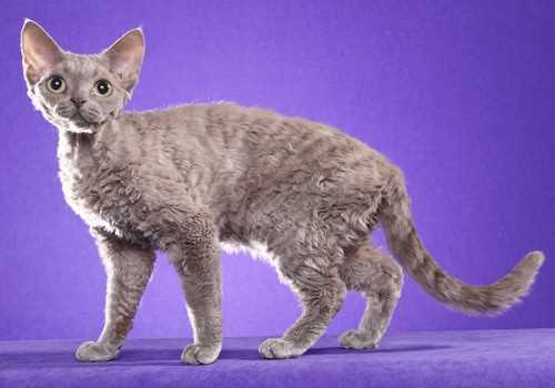 Factors Influencing Devon Rex Prices