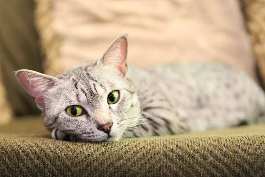 Comparing Prices: Egyptian Mau vs. Other Breeds