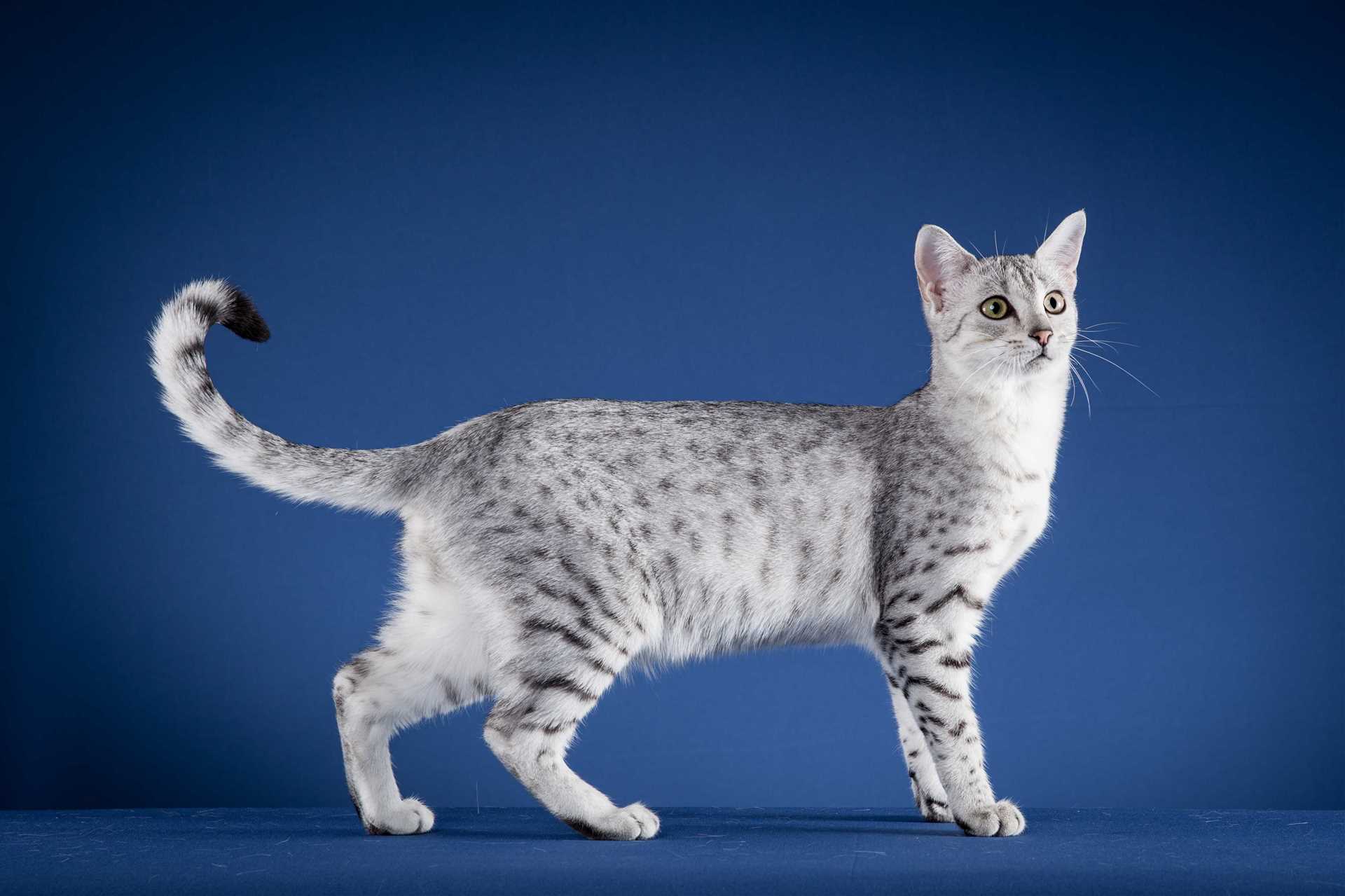 Cost Considerations for Breeding Egyptian Mau Cats