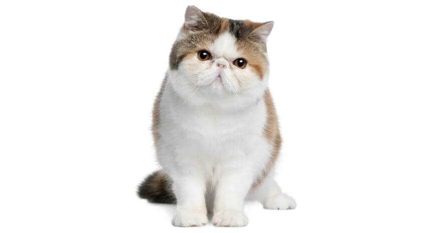 Tips for Finding a Reputable Exotic Shorthair Breeder