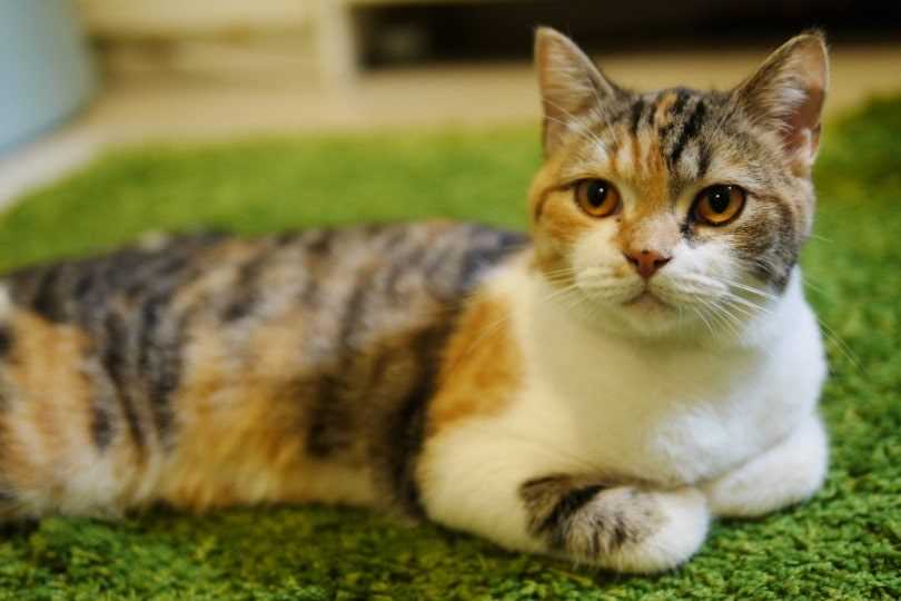 Understanding the Value of Calico Cats in Different Contexts